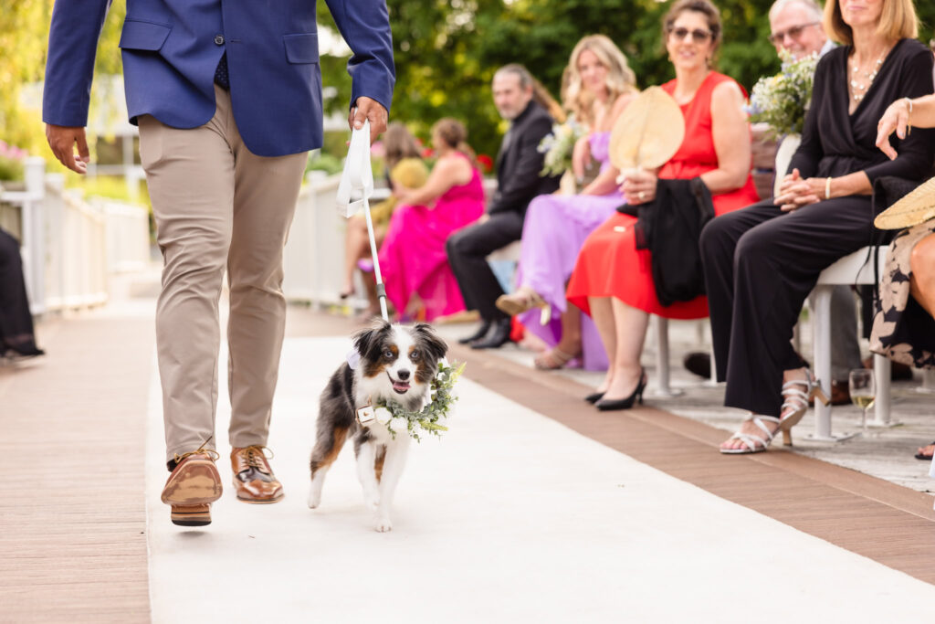 Dog walking down the aisle as a ring bearer. 