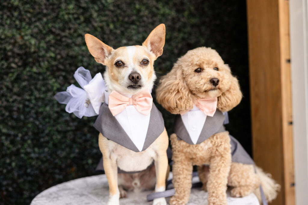 Two dogs dressed as ring bearers in bowties