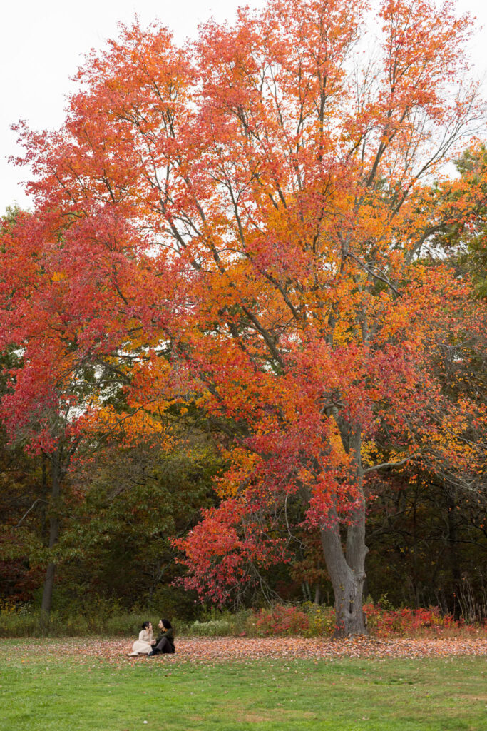 Engaged couple sitting beneath a towering maple tree with vibrant red and orange leaves during peak fall at Bethpage State Park.