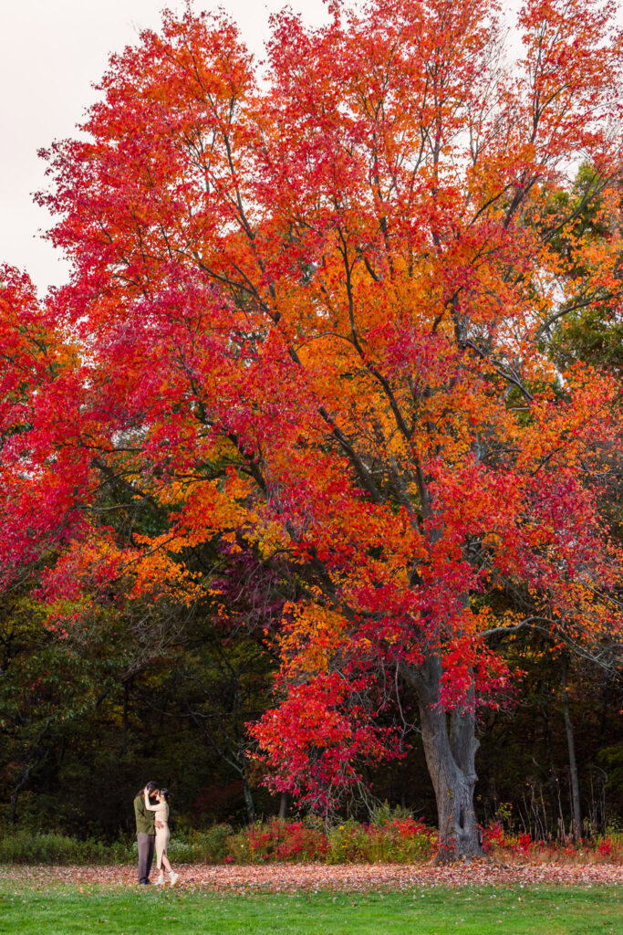 Couple sharing an embrace beneath a stunning red and orange maple tree during a vibrant fall engagement session at Bethpage State Park.