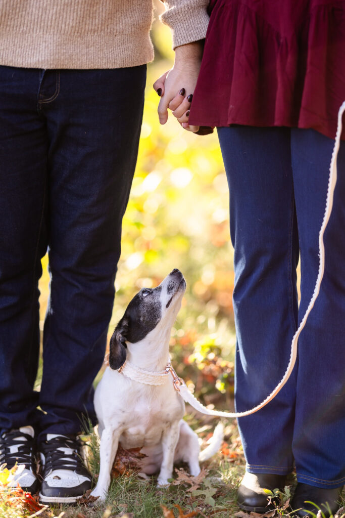 Close-up of couple holding hands with their dog sitting between them on a leash, gazing up lovingly during a fall engagement session.