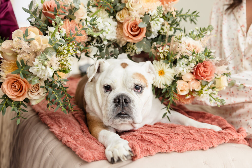 Adorable bulldog lies on a blush blanket surrounded by pastel wedding bouquets during the bride's fall wedding morning at home.