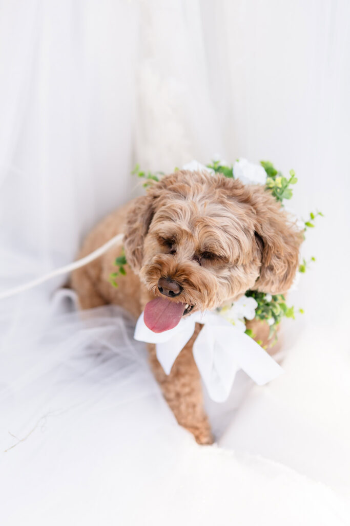 Kaity and Sean’s dog wearing a white bow and floral greenery for their Flowerfield wedding.